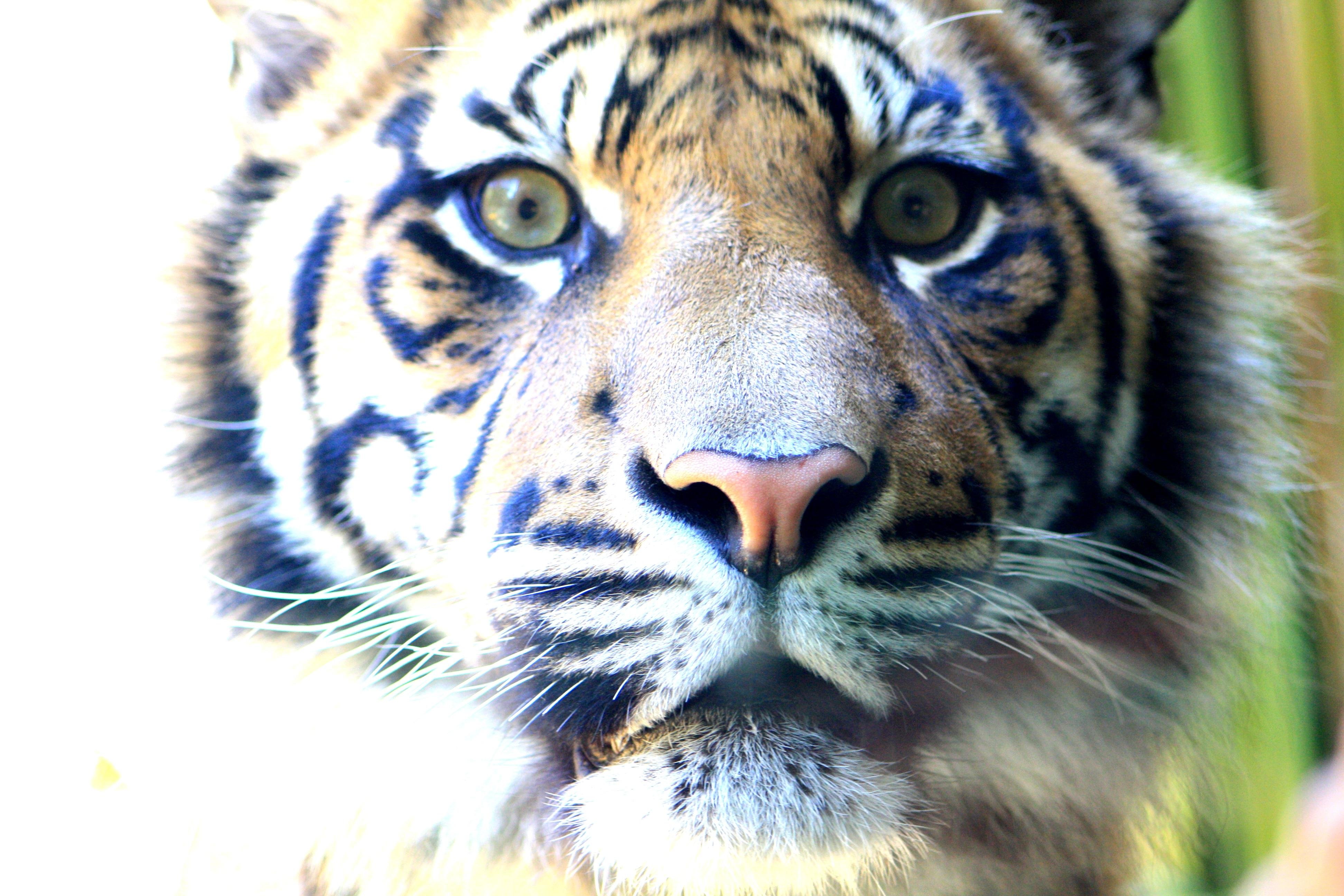 Bengal Tiger - HD Wallpaper 