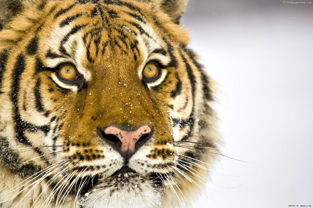 Desktop Tiger Face Photos Wallpaper - Tigers Noses - HD Wallpaper 