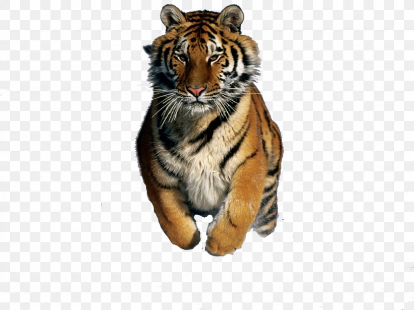 Felidae Bengal Cat Bengal Tiger Siberian Tiger Desktop - Siberian Tiger - HD Wallpaper 
