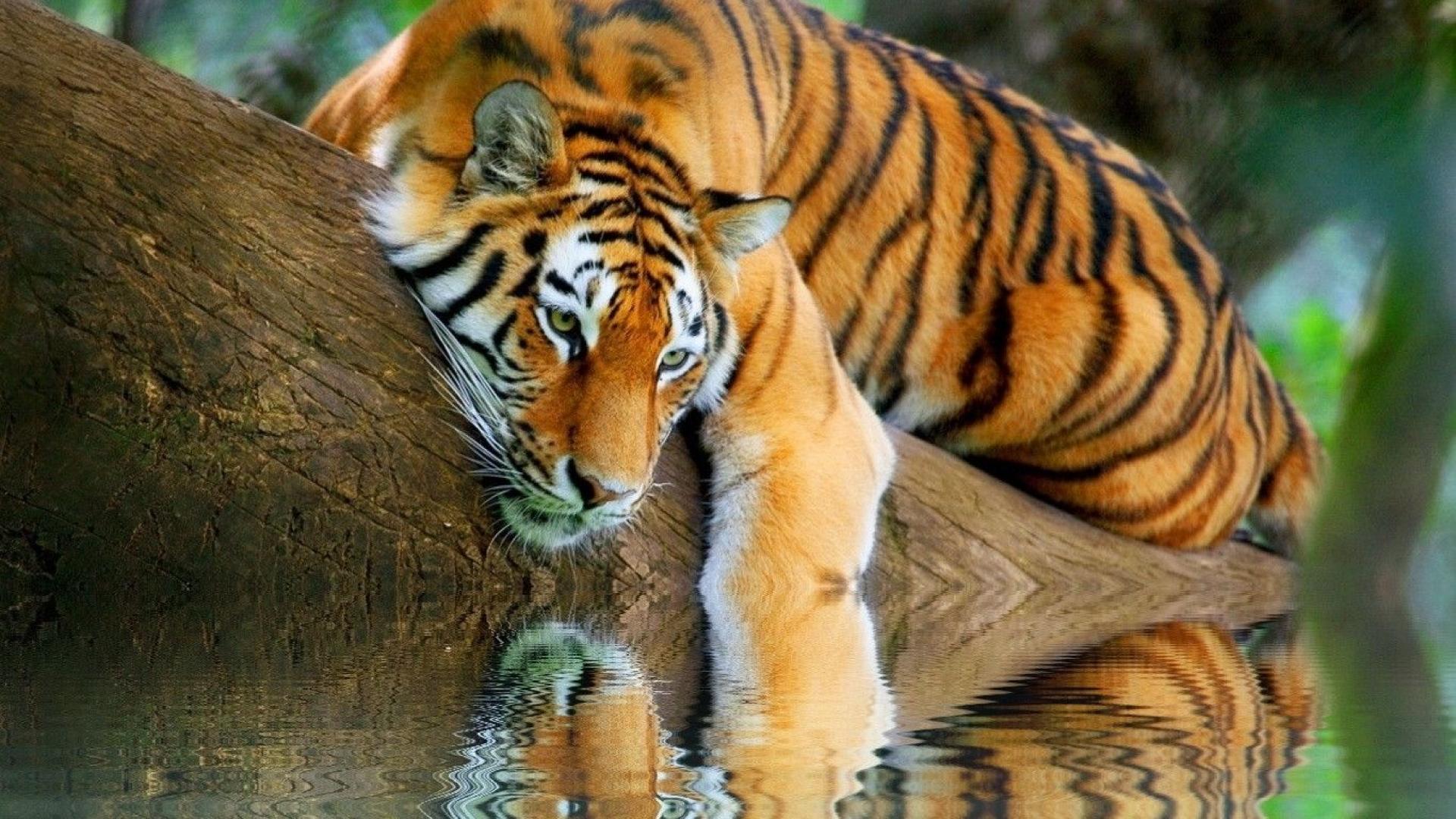 Tiger Desktop Wallpaper Hd - Desktop Wallpapers Tiger - 1920x1080 Wallpaper Tiger Desktop Wallpaper Hd - Desktop Wallpapers Tiger - 1920x1080 Wallpaper