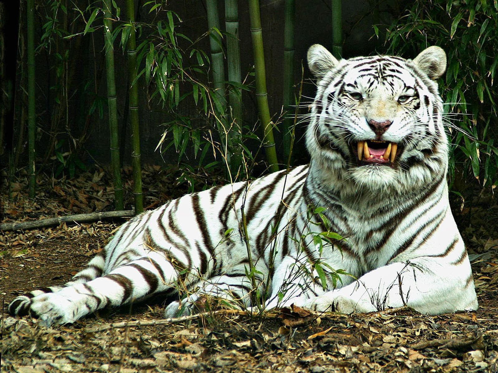 Wild White Tiger - HD Wallpaper 