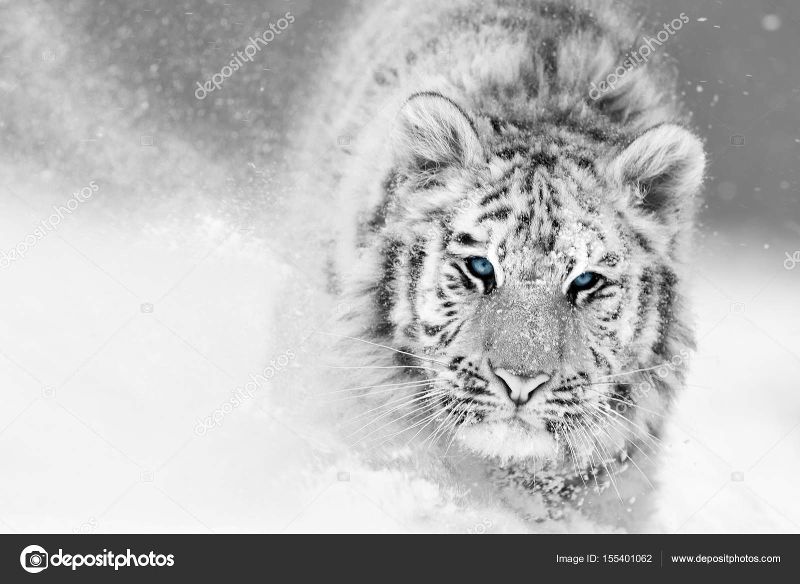 White Tiger - HD Wallpaper 