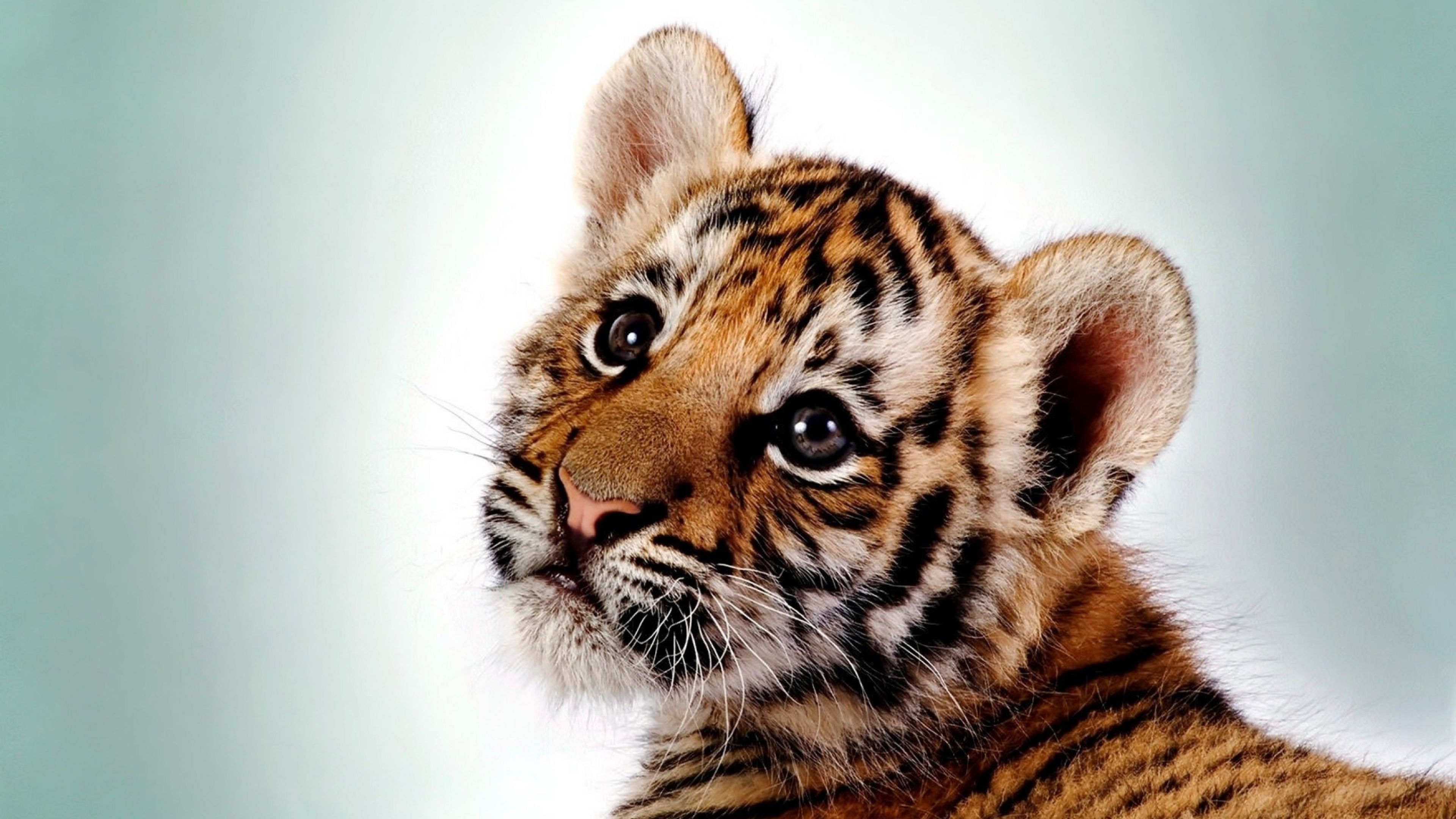 Awesome Tiger Images - Cute Wallpaper Tiger - HD Wallpaper 