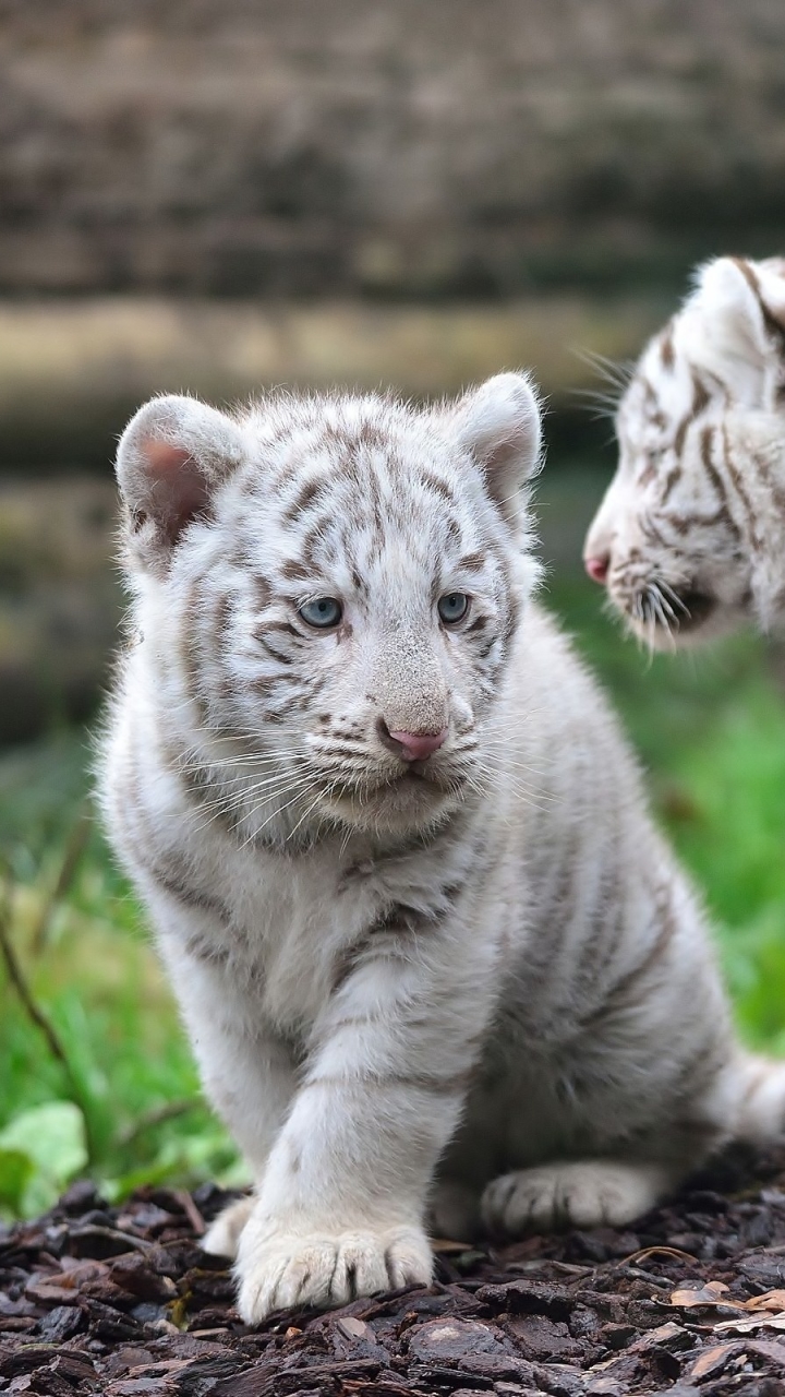 Baby Pet White Tiger - HD Wallpaper 