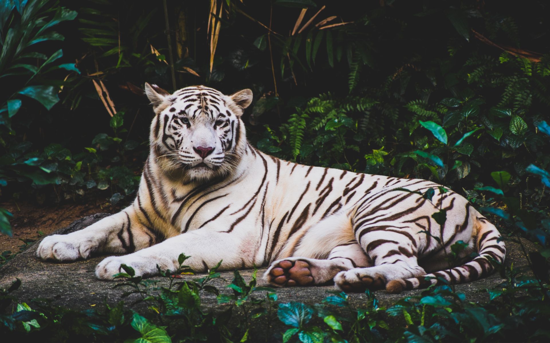 Beautiful White Tiger Resting On The Grass Hd Desktop - 4k Tiger - HD Wallpaper 