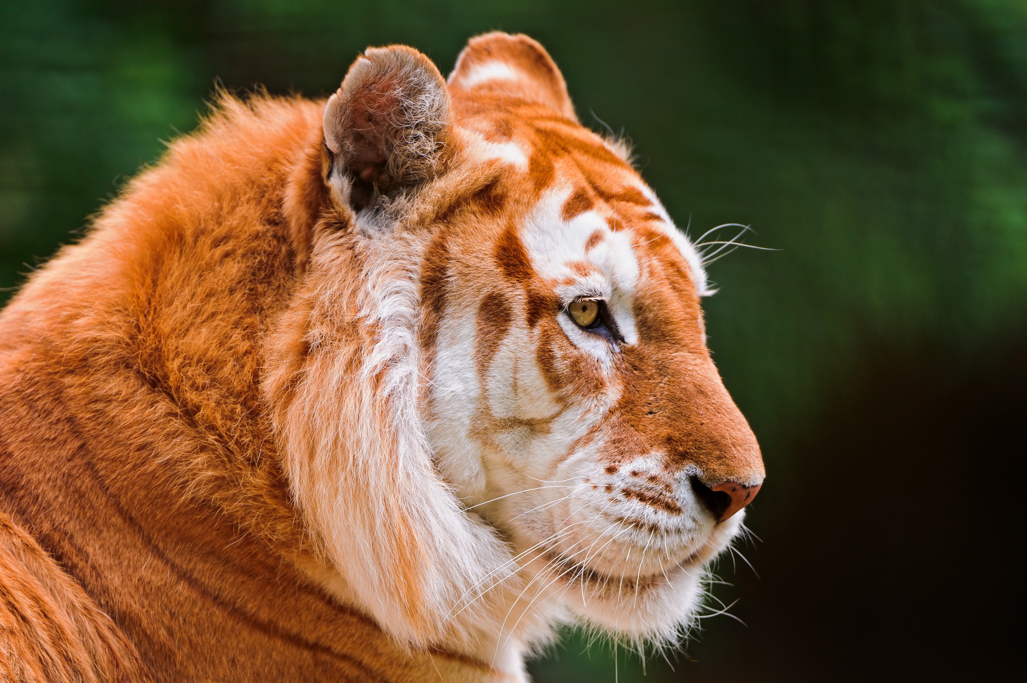Golden Tiger Wallpaper Hd - HD Wallpaper 