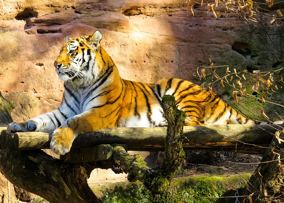 Animal, Tiger, Big Cat, Amurtiger, Predator, Dangerous, - Siberian Tiger - HD Wallpaper 