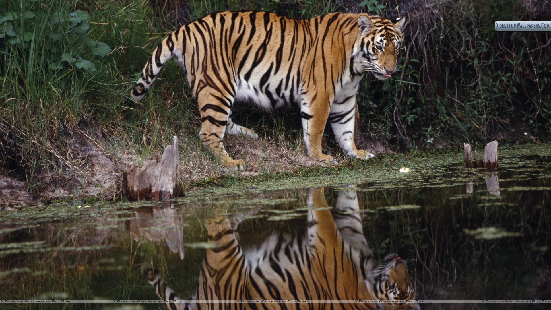 Tiger Near Water - HD Wallpaper 