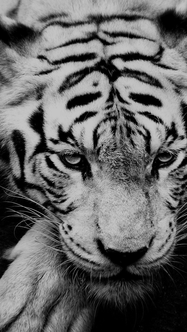 Black And White Tiger Portrait Iphone Wallpaper - Singapore Zoo - 640x1136  Wallpaper 