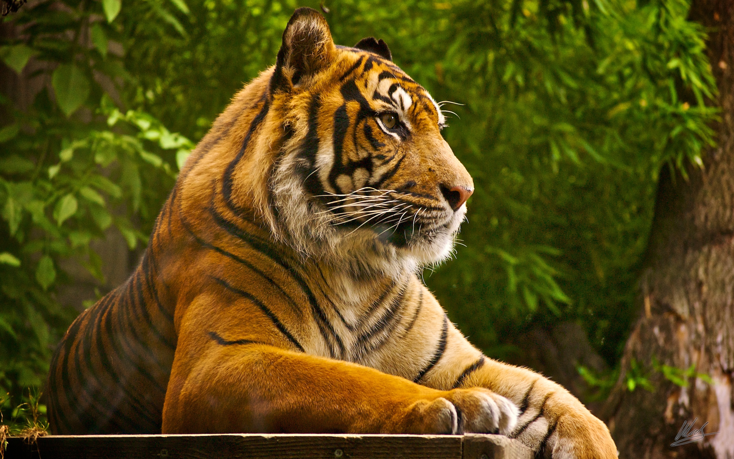 Angry Tiger Photo - London Zoo - HD Wallpaper 