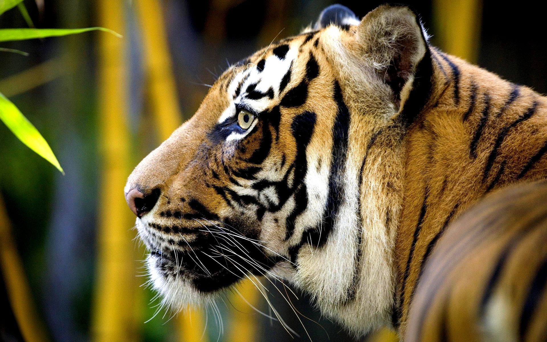 Tiger Head From The Side - HD Wallpaper 