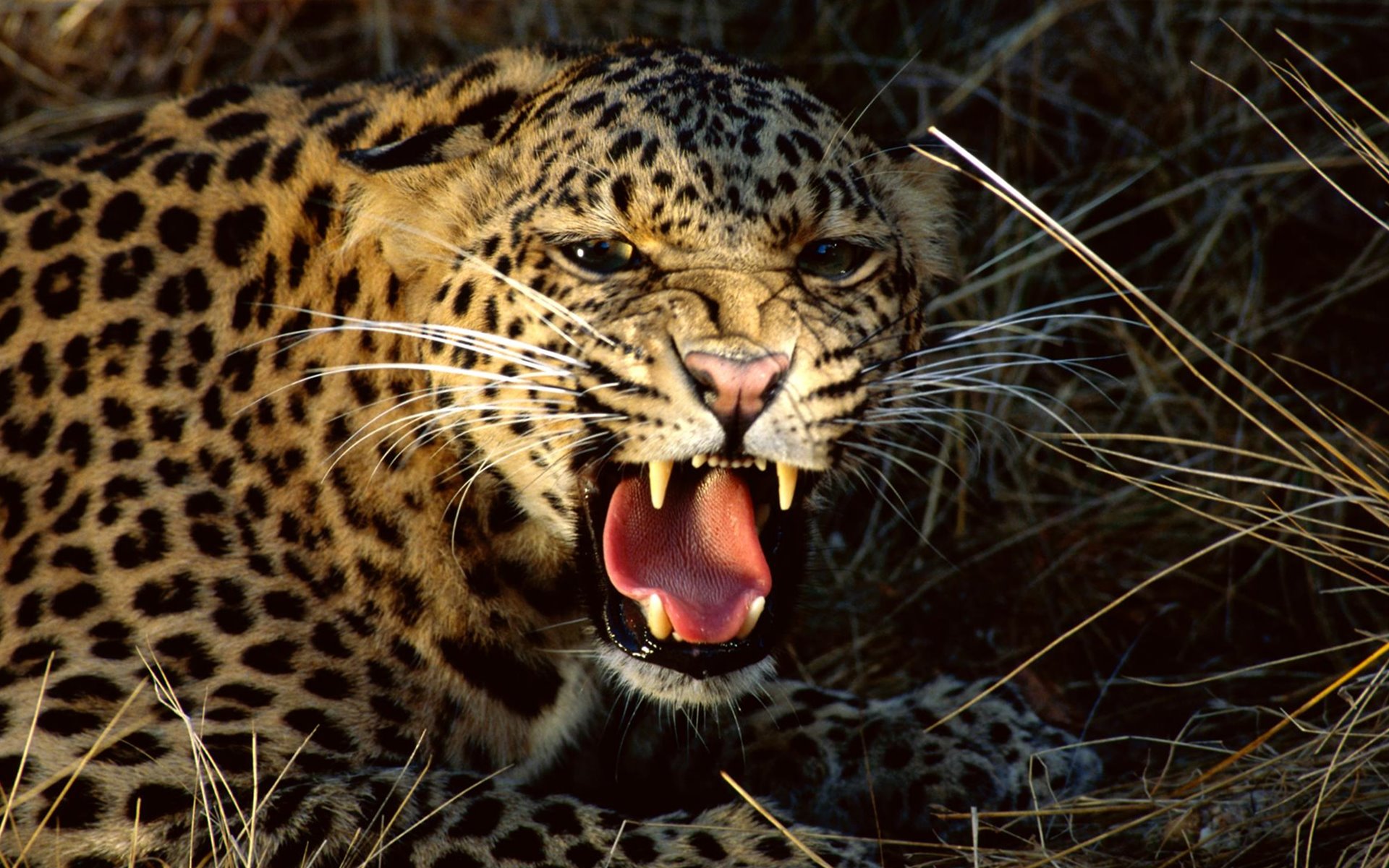 Wallpaper - HD Wallpaper 