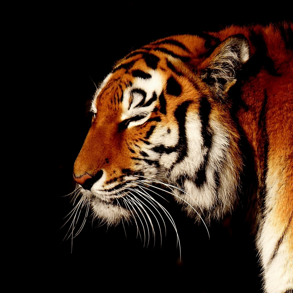 Calm, Animal, Predator, Muzzle, Tiger, Wallpaper - Bengal Tiger - HD Wallpaper 