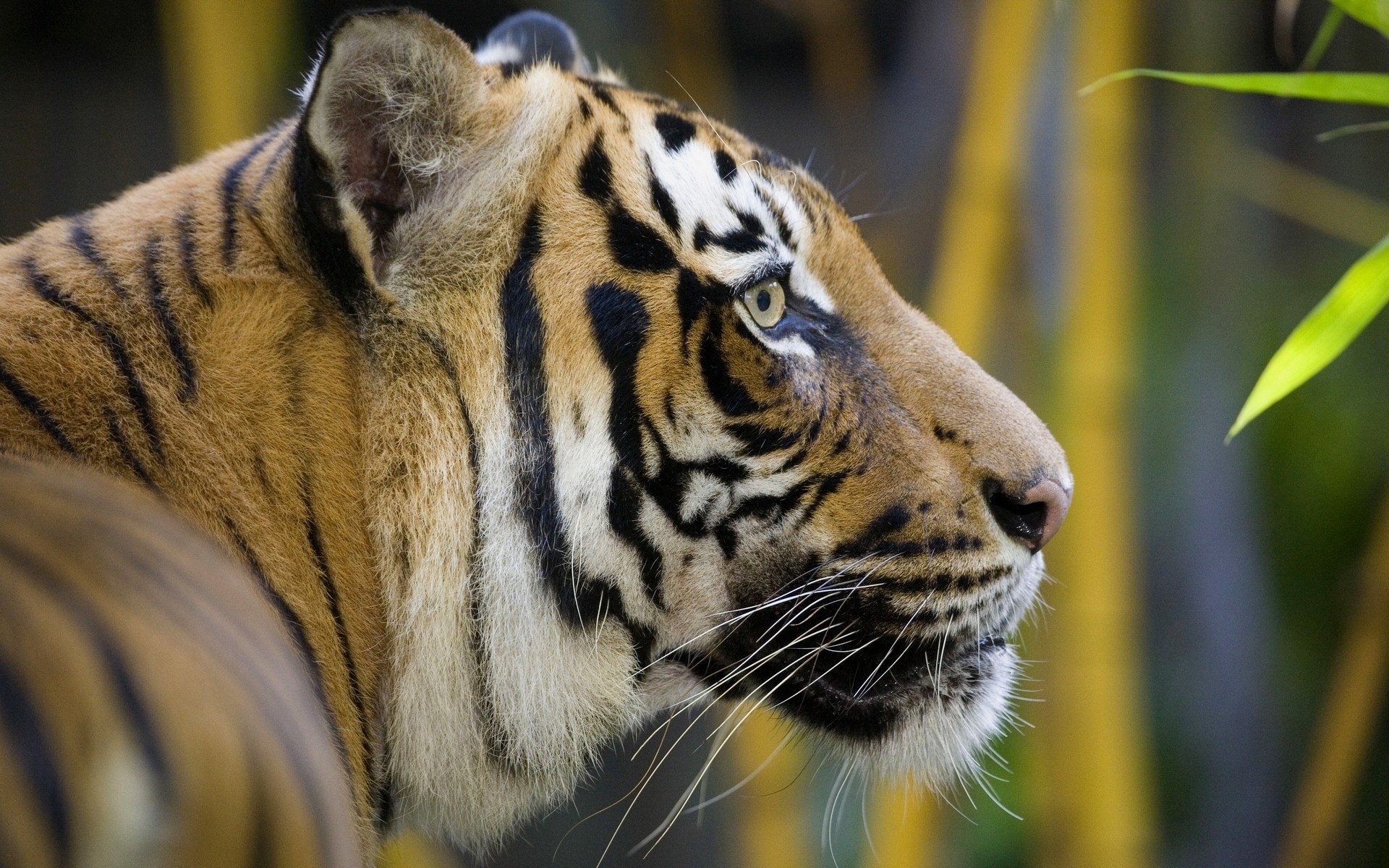 Free Download Desktop Background Picture Of Tiger - Tiger Head From The Side - HD Wallpaper 