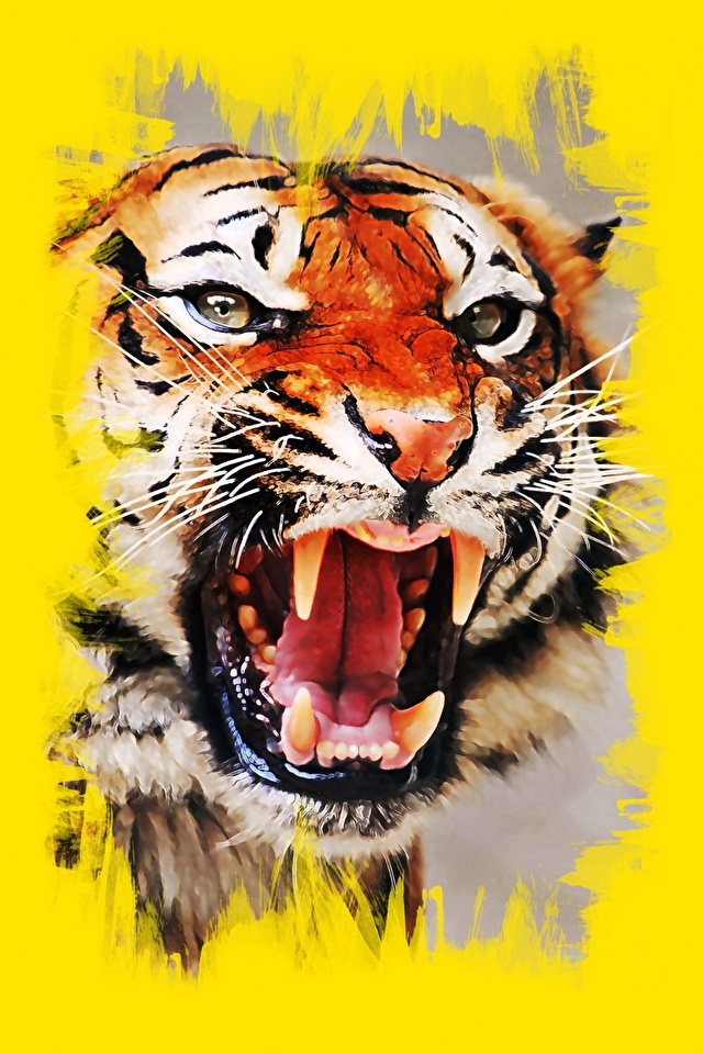 Angry Tiger - HD Wallpaper 