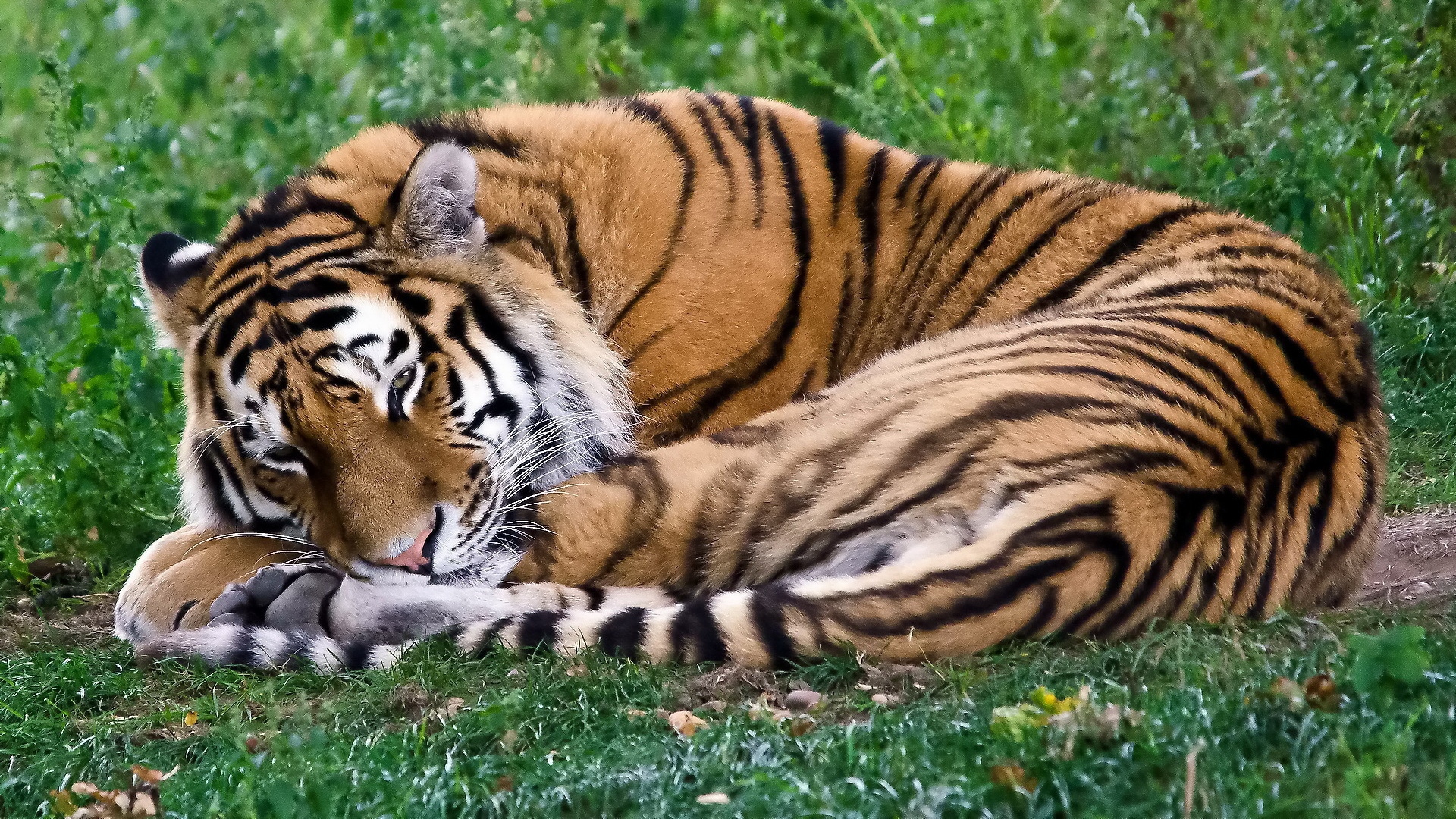 Wallpaper Tiger Sleepy Grass - Curled Up Sleeping Tiger - HD Wallpaper 