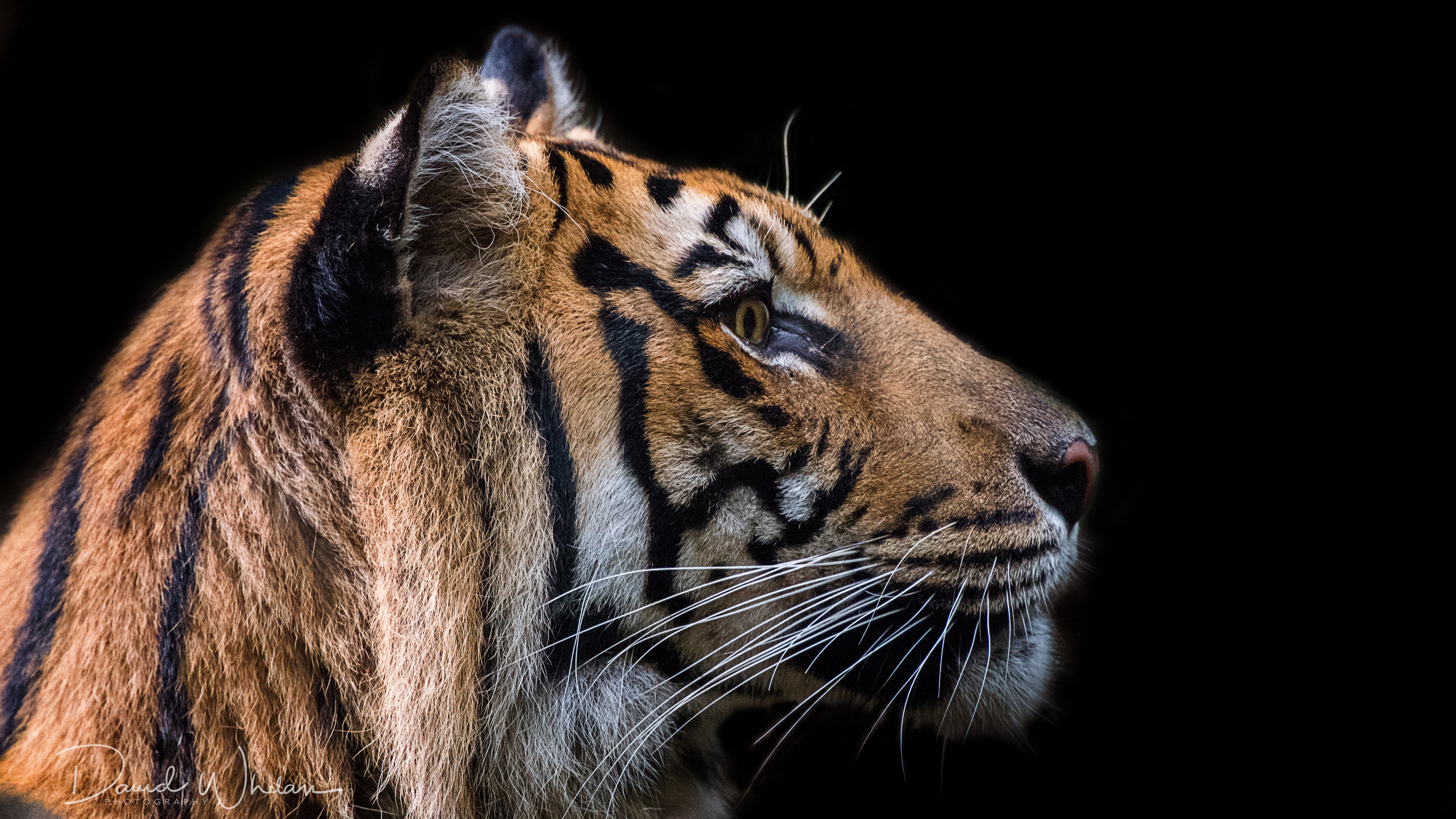 Wallpaper Tiger Face, Black Background - Photography Black Background Animals - HD Wallpaper 