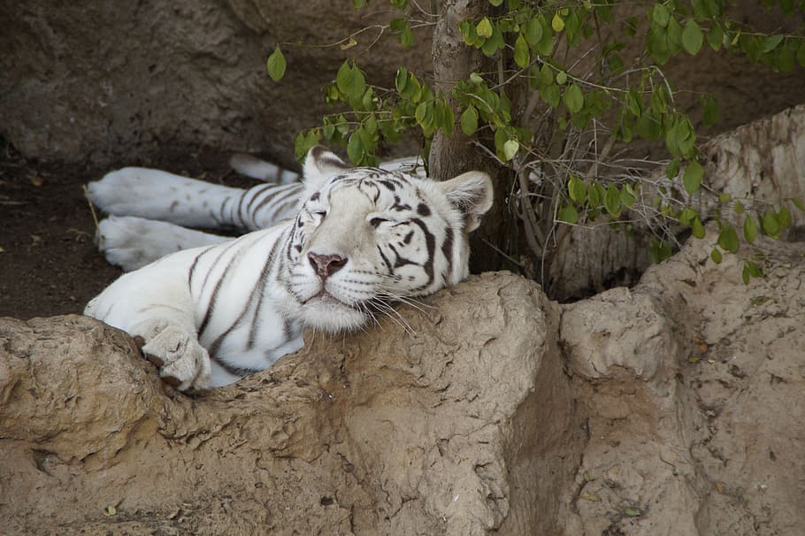 Albino Tiger Sleeping On Brown Rock, White Tiger, King - 白虎 睡覺 - HD Wallpaper 