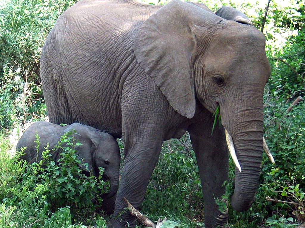 Free Elephant Desktop Wallpaper Wallpapers Desktop - Animalstown Elephant - HD Wallpaper 