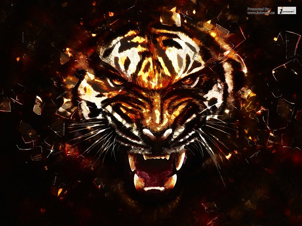 Angry Tigers Wallpaper - Fondo Tigre - HD Wallpaper 