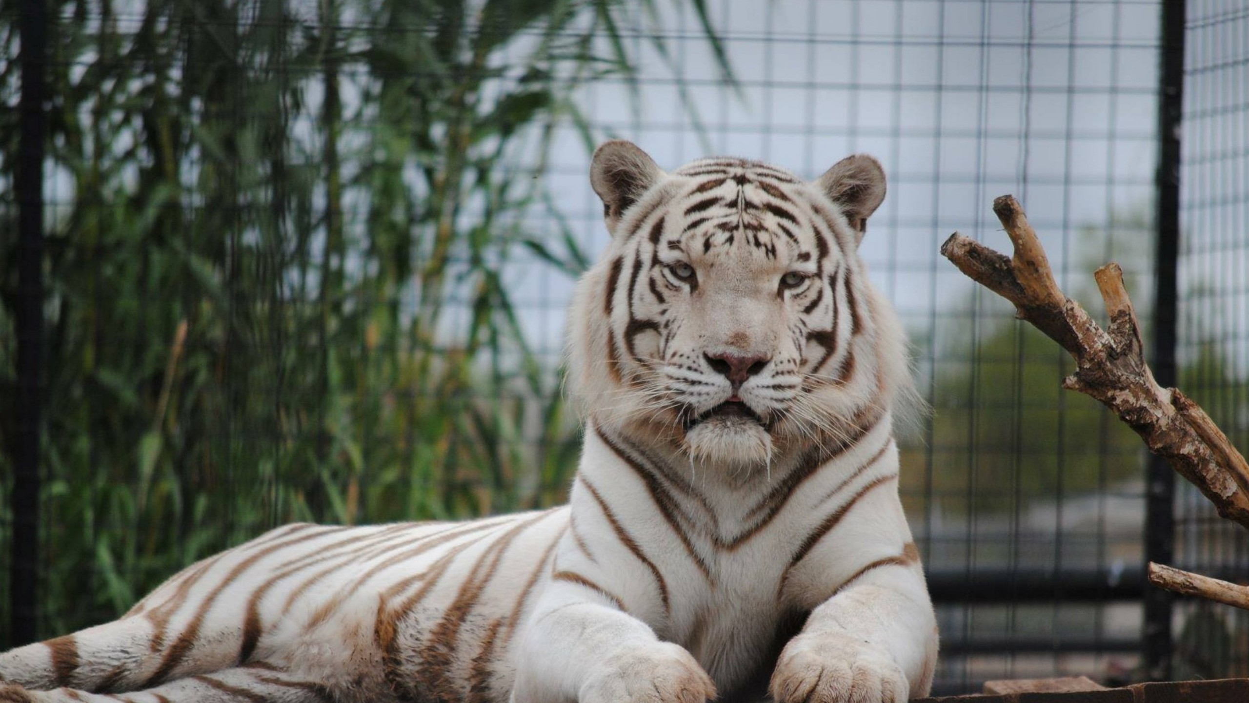 Abilene Zoo Tiger - HD Wallpaper 