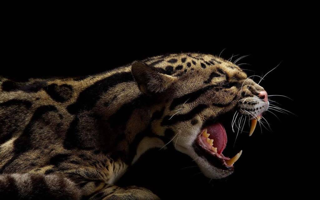 Strong Tiger Seems Angry Full Hd Wallpaper - Animals In Black Background - HD Wallpaper 