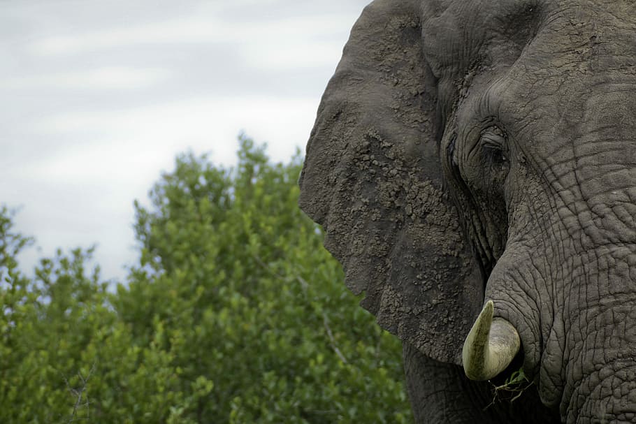Half-face Of Gray Elephant Closeup Photography, Gray - Half Elephant Face Close Up - HD Wallpaper 