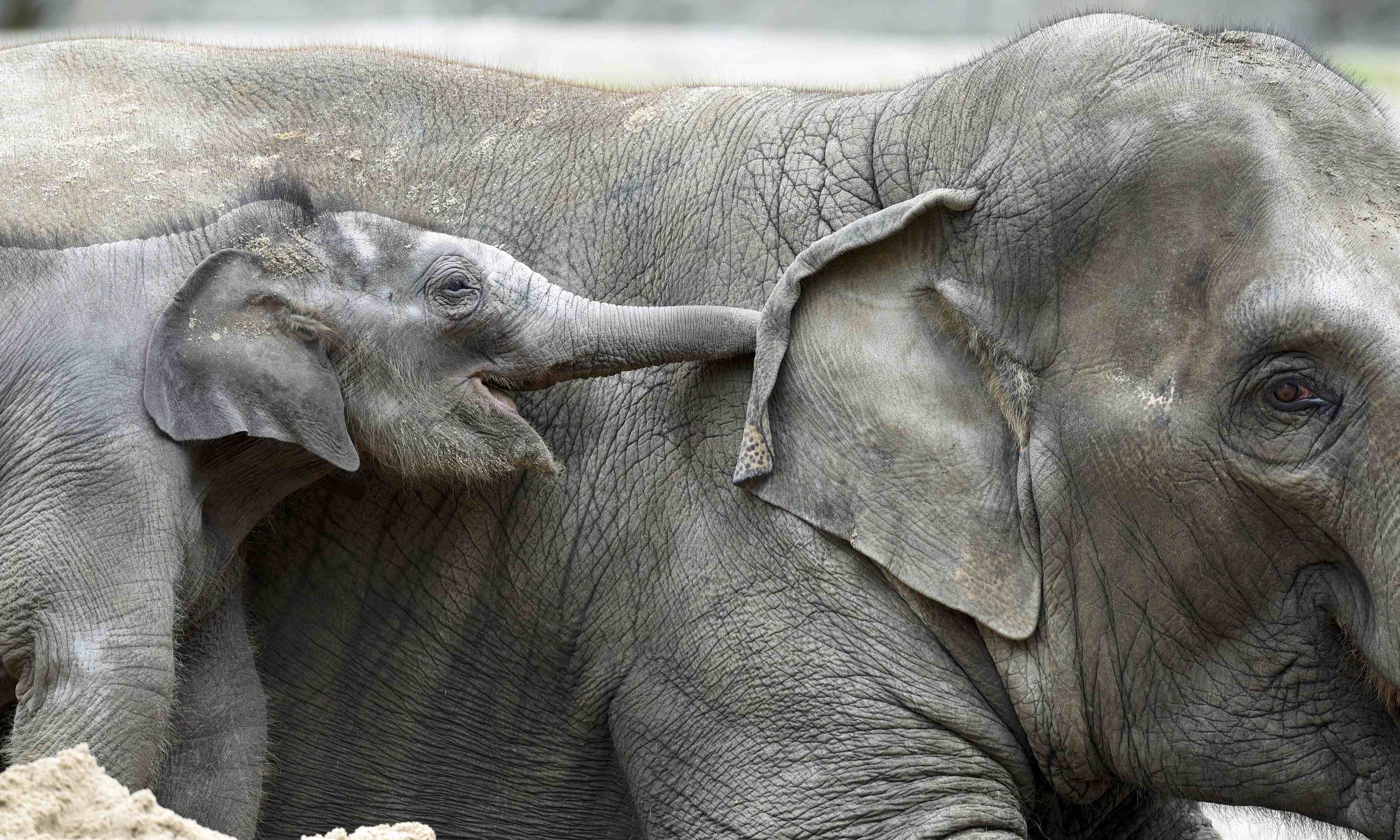 Desktop Wallpapers Free Elephants - Indian Elephant - HD Wallpaper 