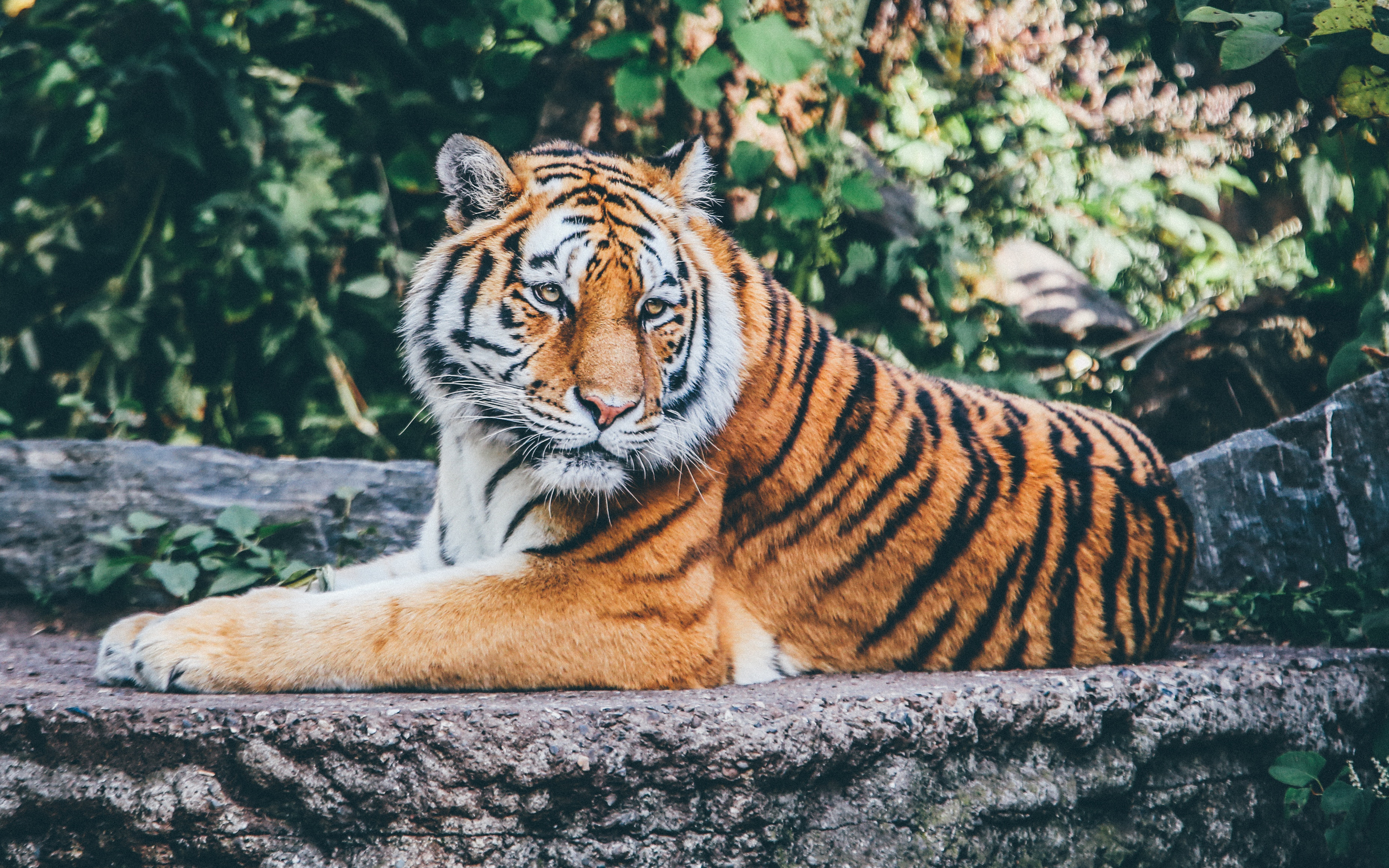 Desktop, Wallpapers, Screensaver, Backgrounds, Animals, - Zoologico Animales Grandes Tigres - HD Wallpaper 