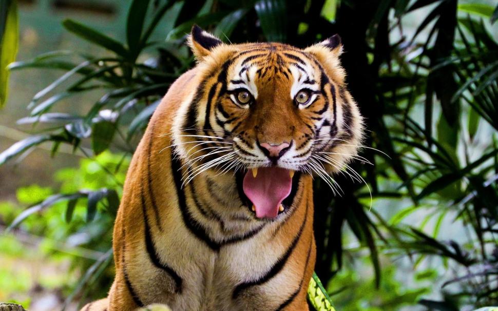 Tiger For Desktop Wallpaper,cats Hd Wallpaper,desktop - Tiger Face Tiger Behind Leaves - HD Wallpaper 
