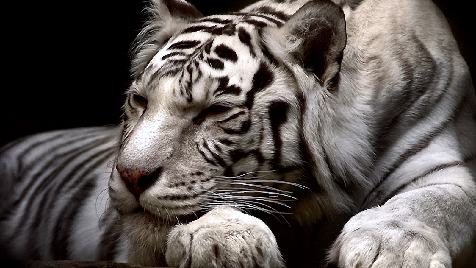 White Tiger Calm - HD Wallpaper 
