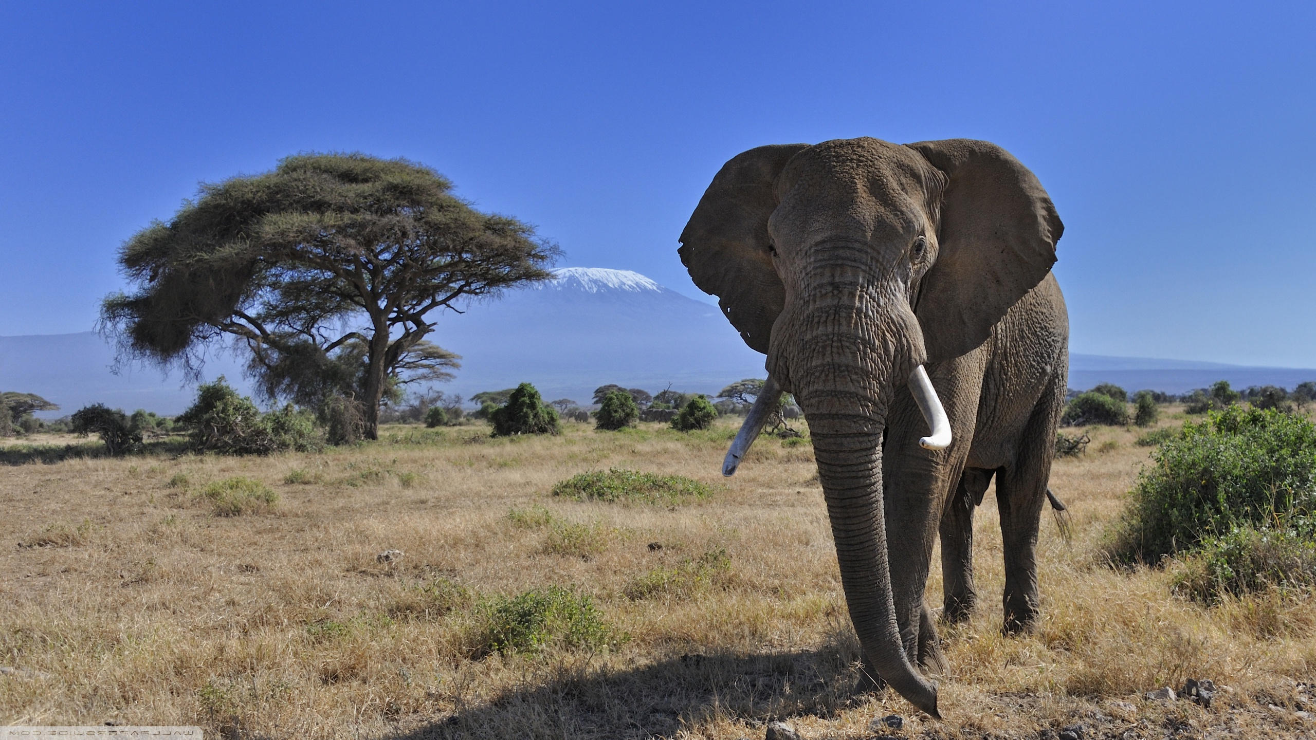 African Elephant - HD Wallpaper 