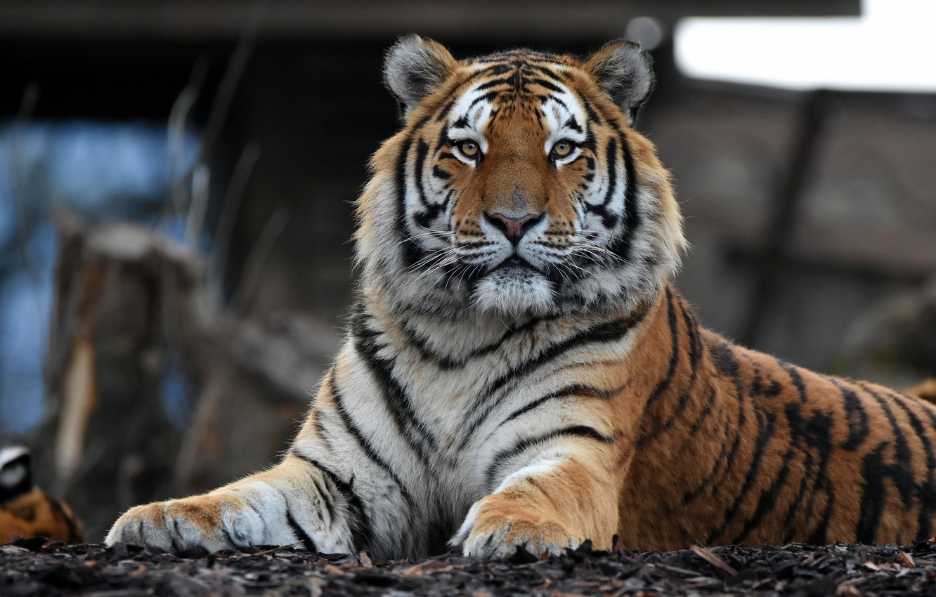 Photo Wallpaper Look, Face, Tiger, Portrait, Lies, - Tiger - HD Wallpaper 