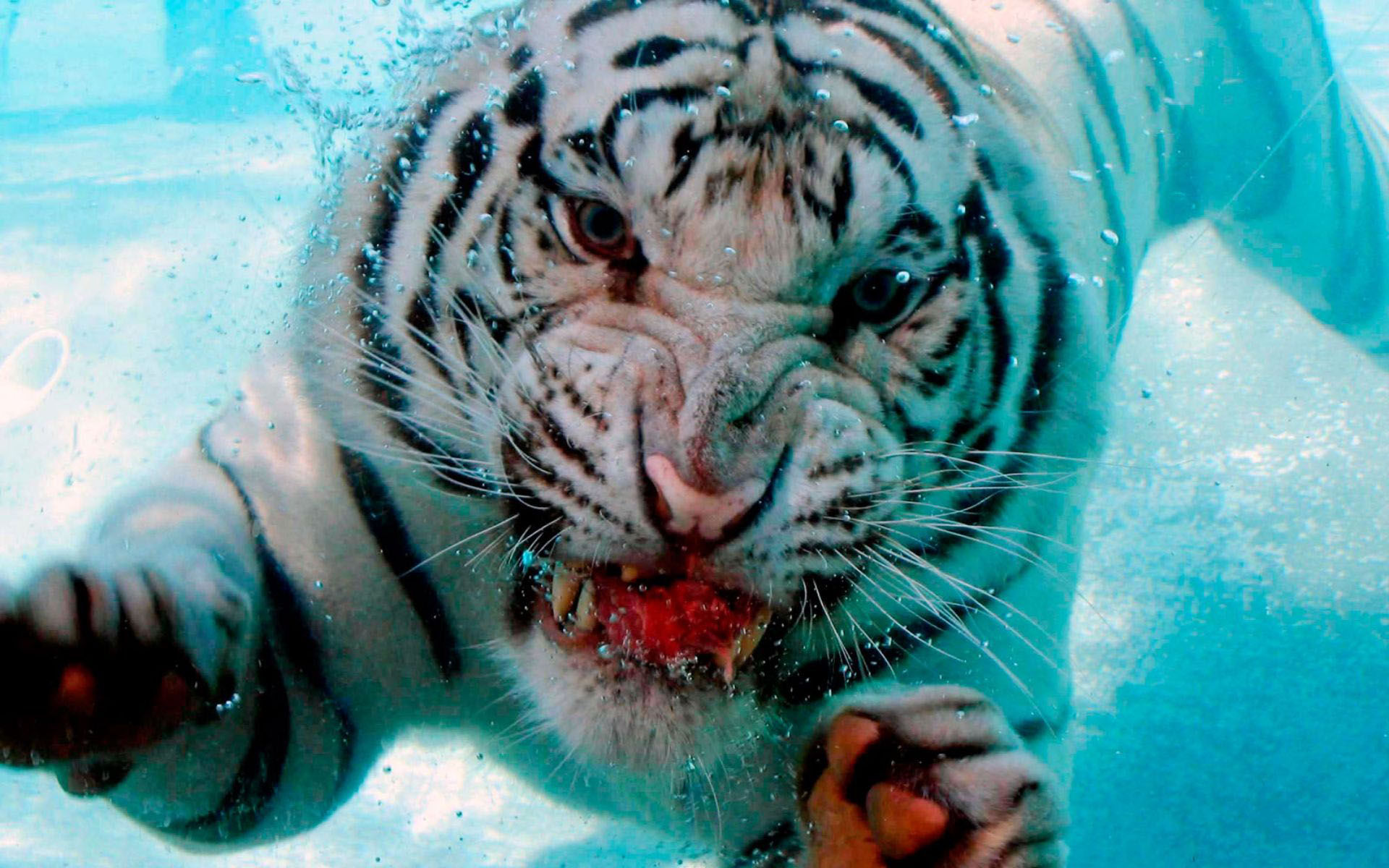Angry Tiger Picture - Eat Sharks - HD Wallpaper 