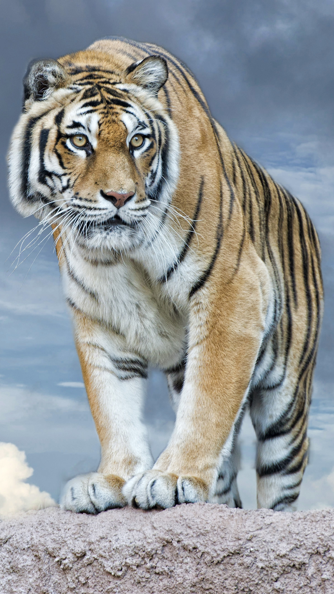 Siberian Tiger - HD Wallpaper 