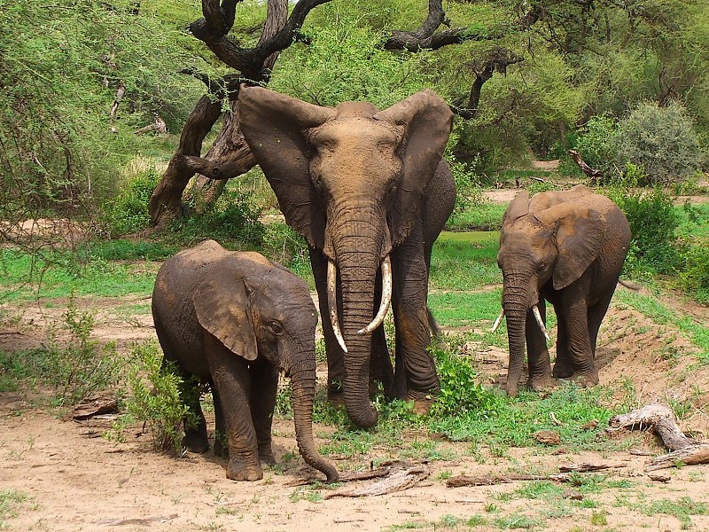 Wild African Elephant Family In Jungle Hd Wallpaper - Wildlife Name Of Equatorial Region - HD Wallpaper 