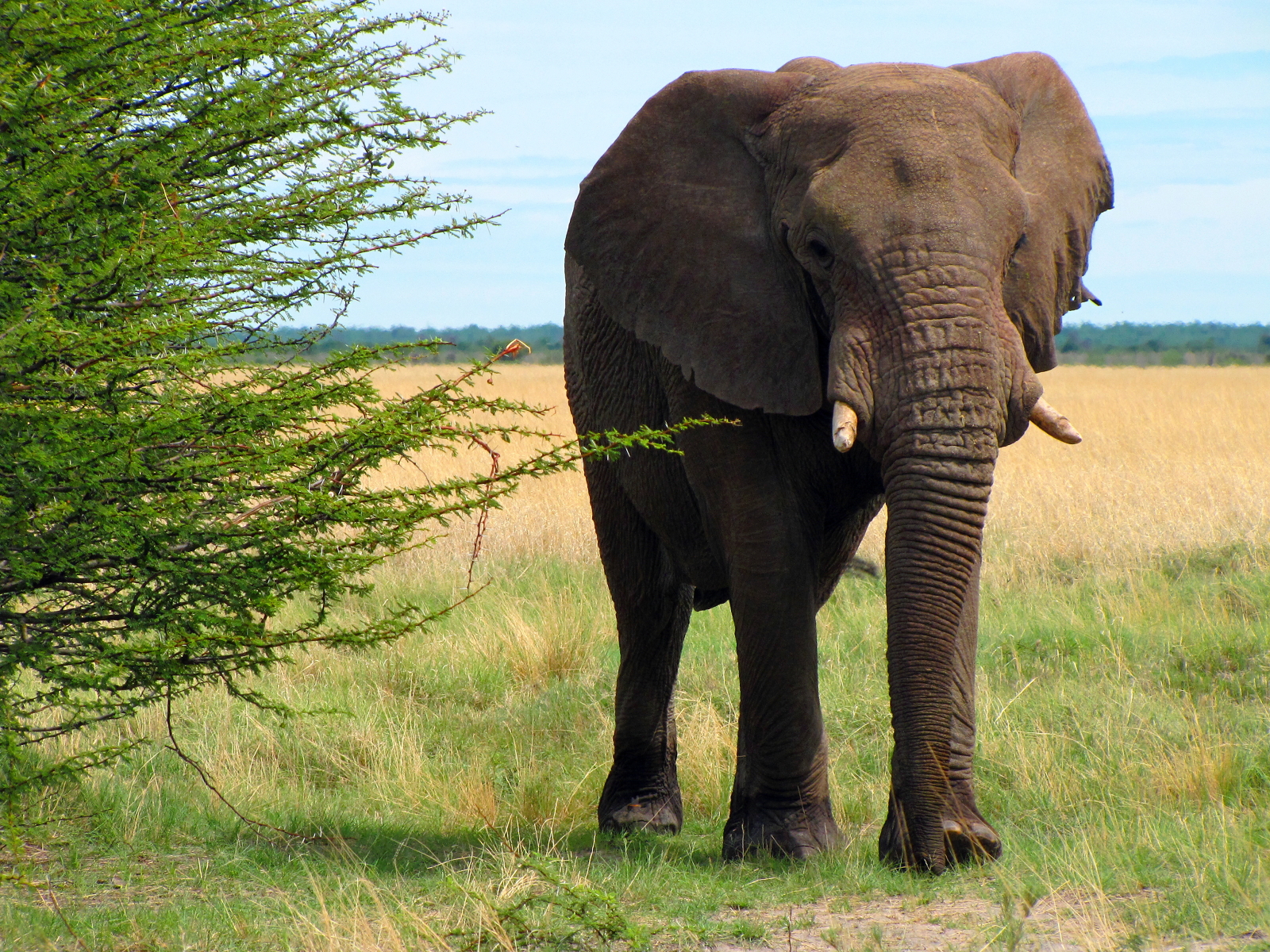 African Elephants Hd Desktop Wallpaper - African Bush Elephant Hd - HD Wallpaper 