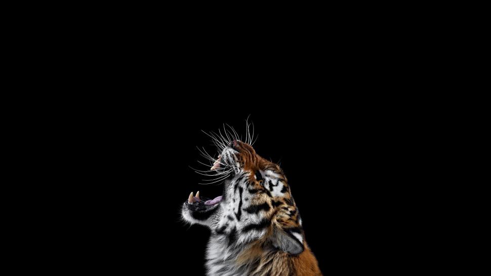 Tiger, Angry, Photography, Background Wallpaper,tiger - New Day Quotes Hunting - HD Wallpaper 