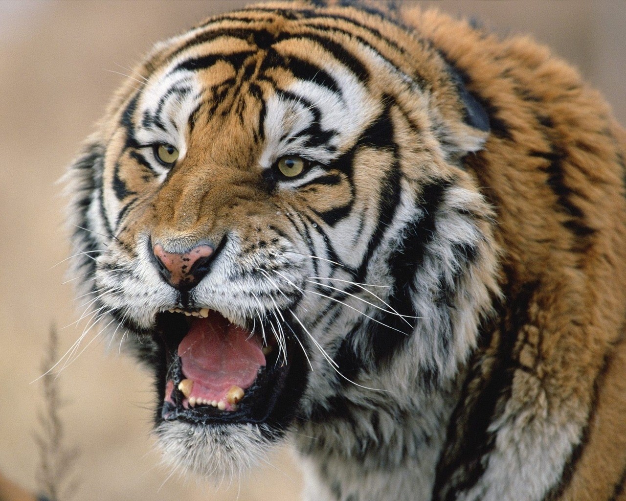 Angry Tiger - Angry Tiger Image Download - HD Wallpaper 