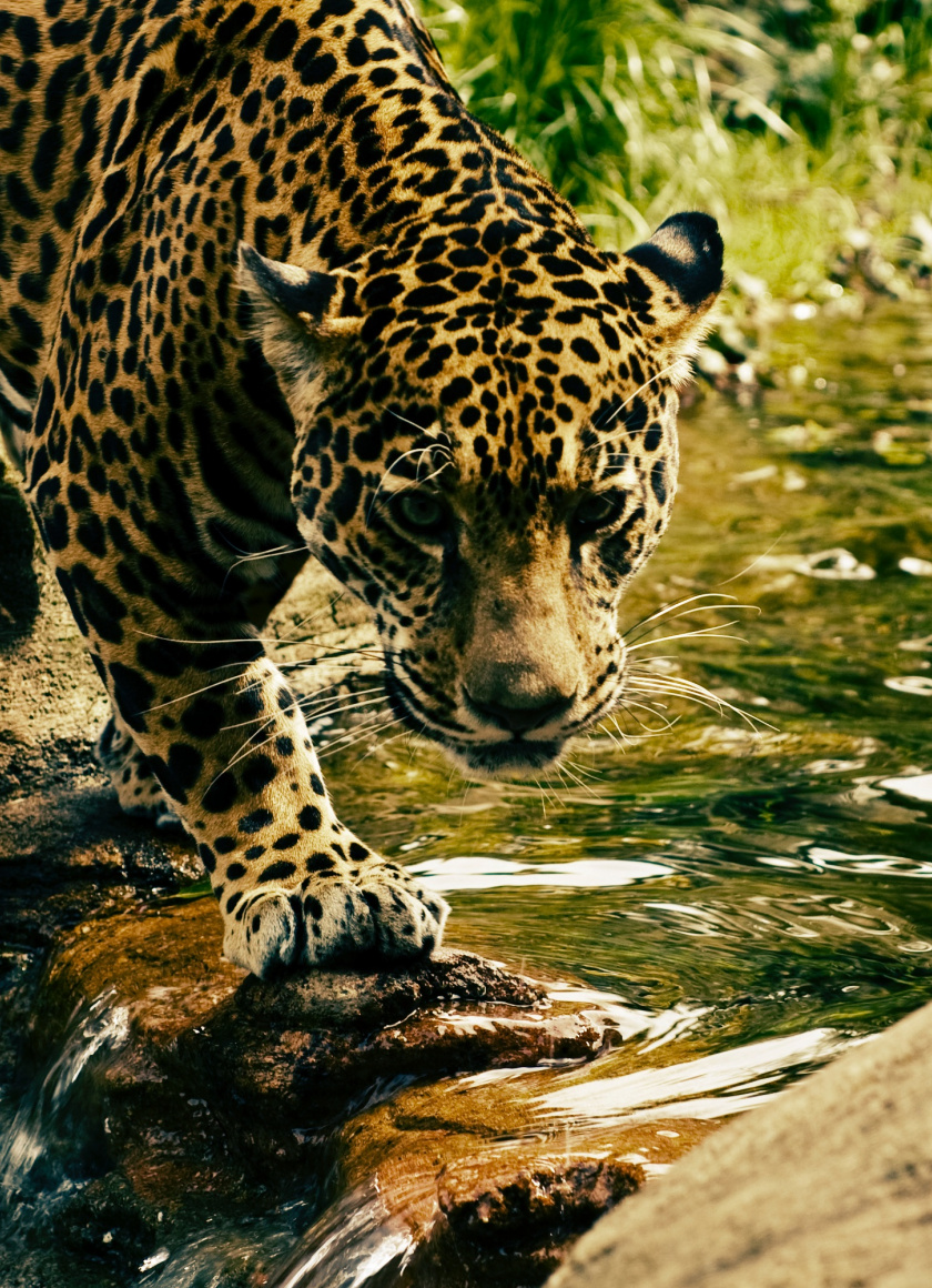 Predator, Jungle, Wild Animal, Leopard, Wallpaper - Full Screen Animal  Wallpaper Hd - 840x1160 Wallpaper 