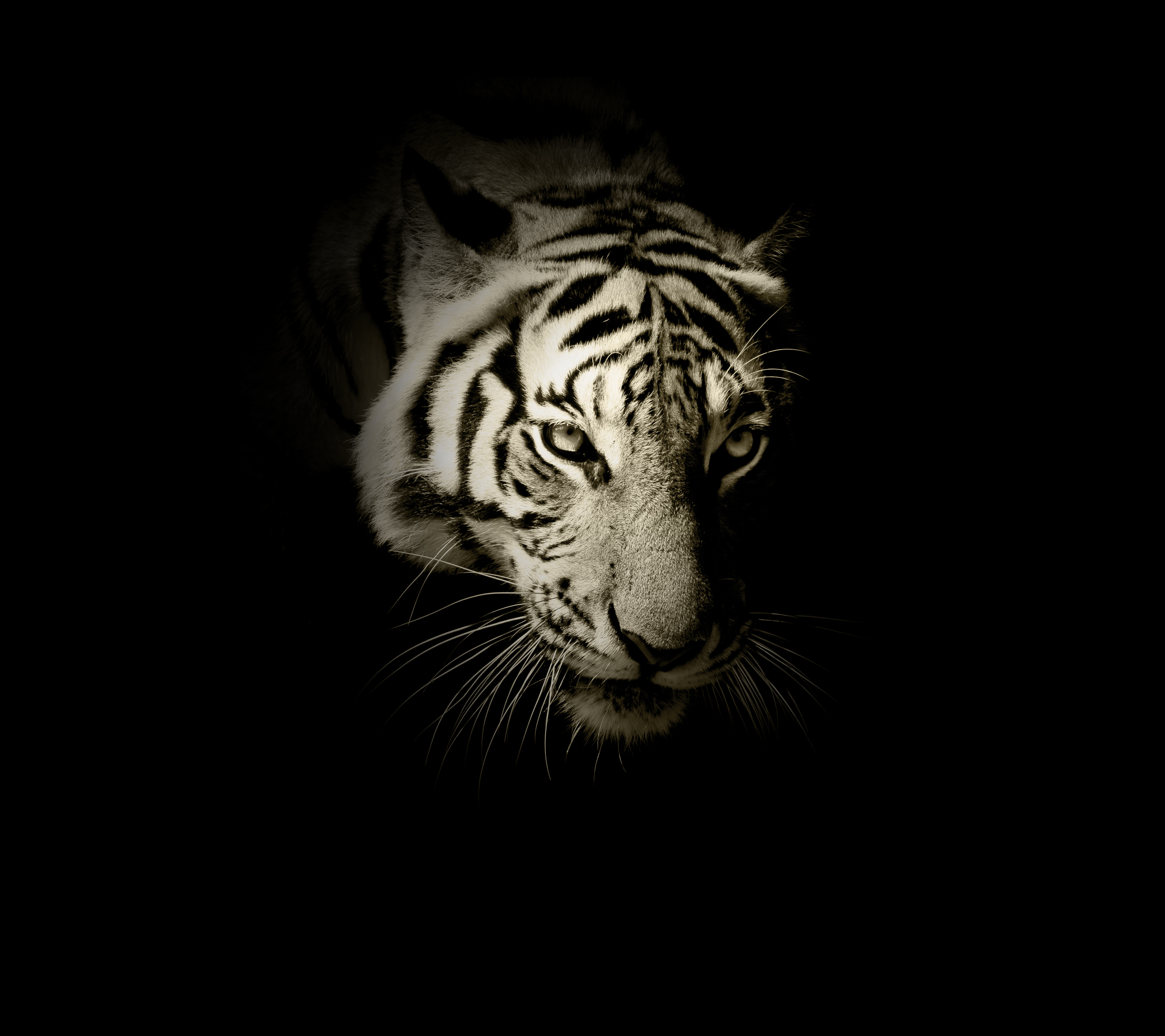 Tiger Wallpaper Black And White - HD Wallpaper 