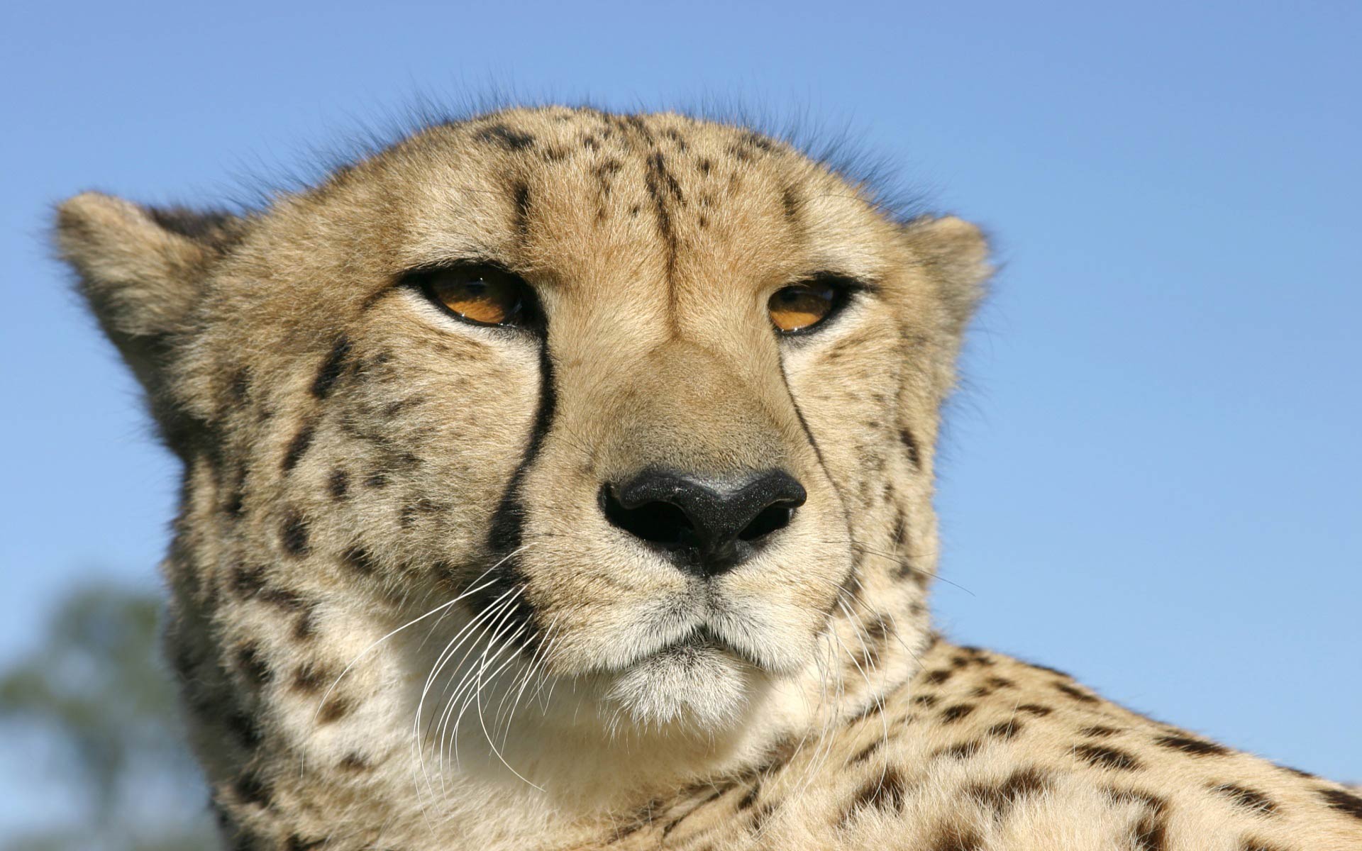 Cheetah Wallpaper Hd Background Download Desktop Iphones - Welsh Mountain Zoo Animals - HD Wallpaper 