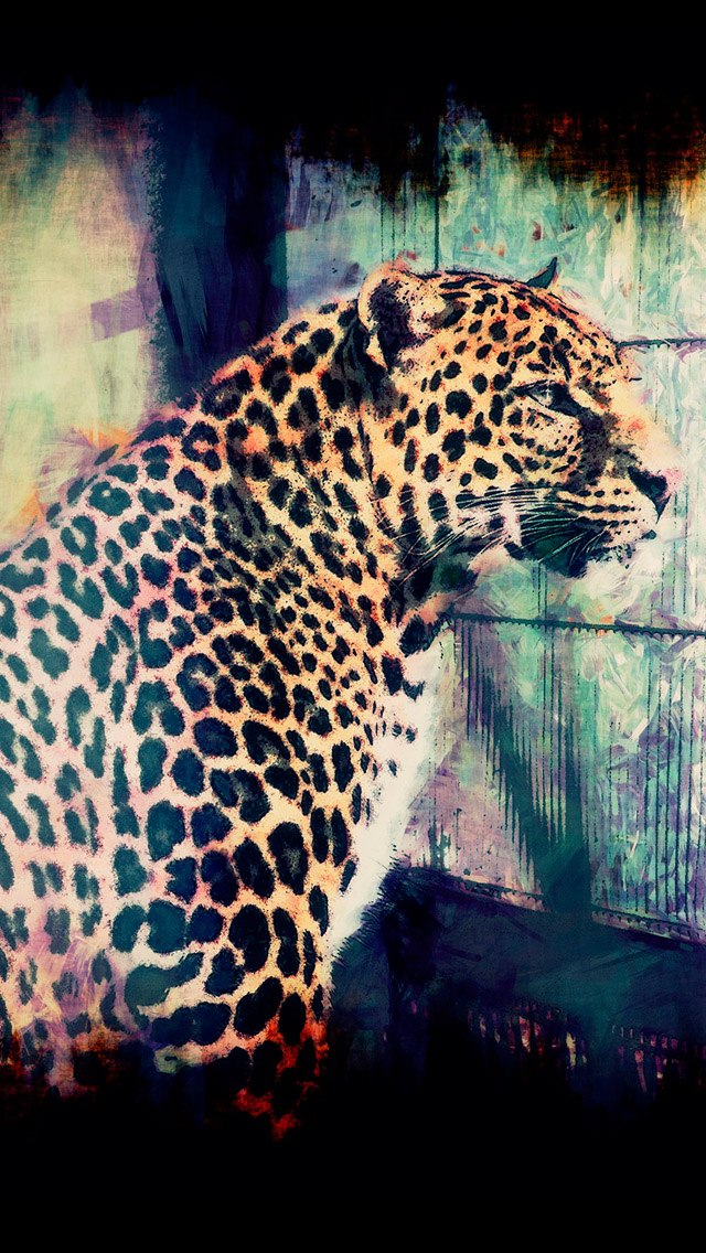 Male Leopard Iphone Wallpaper - African Leopard - HD Wallpaper 