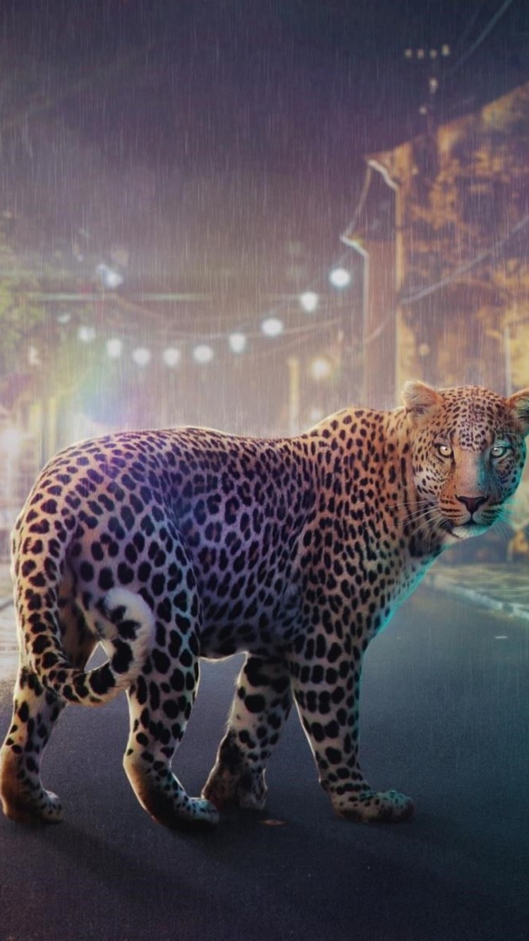 Leopard Iphone Wallpaper - HD Wallpaper 