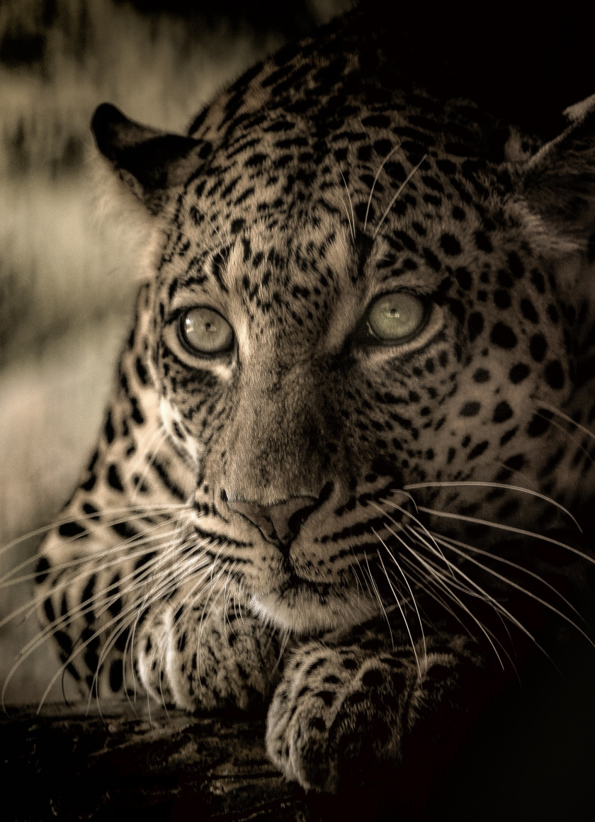 Predator, Calm And Relaxed, Wildlife, African Animal, - Calm Animal - HD Wallpaper 