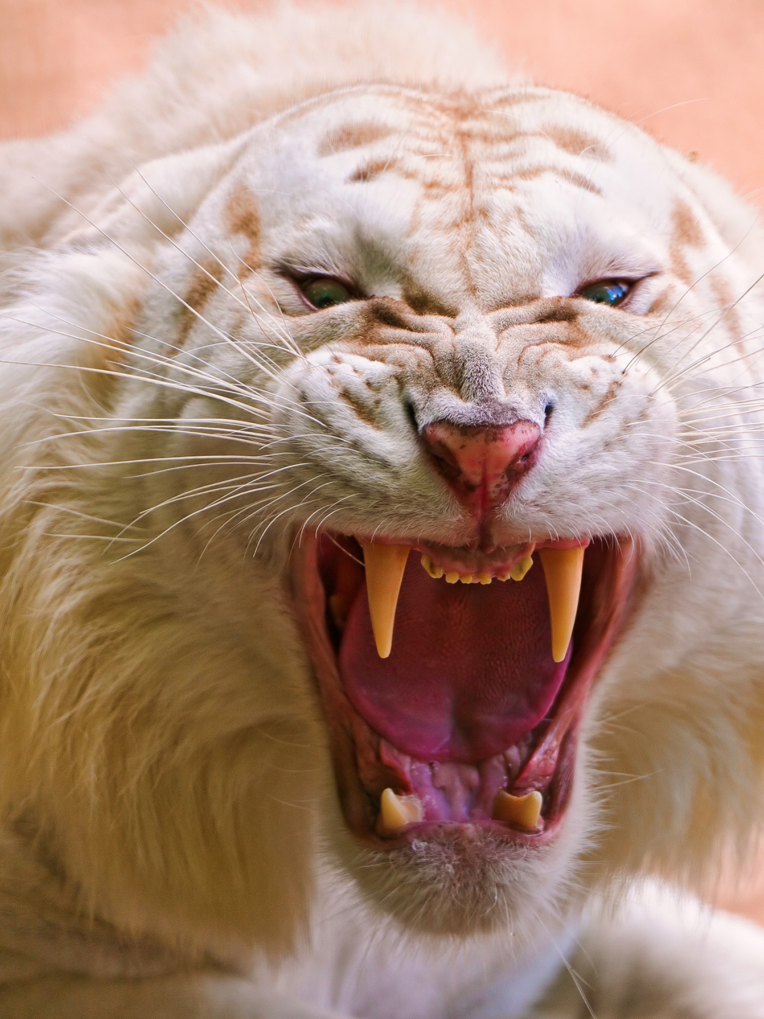 White Tiger Photo Gallery - HD Wallpaper 