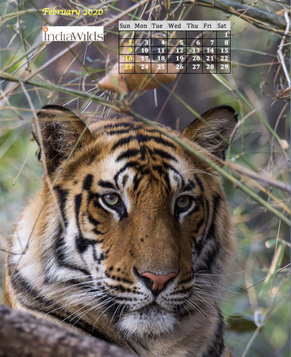 Siberian Tiger - HD Wallpaper 