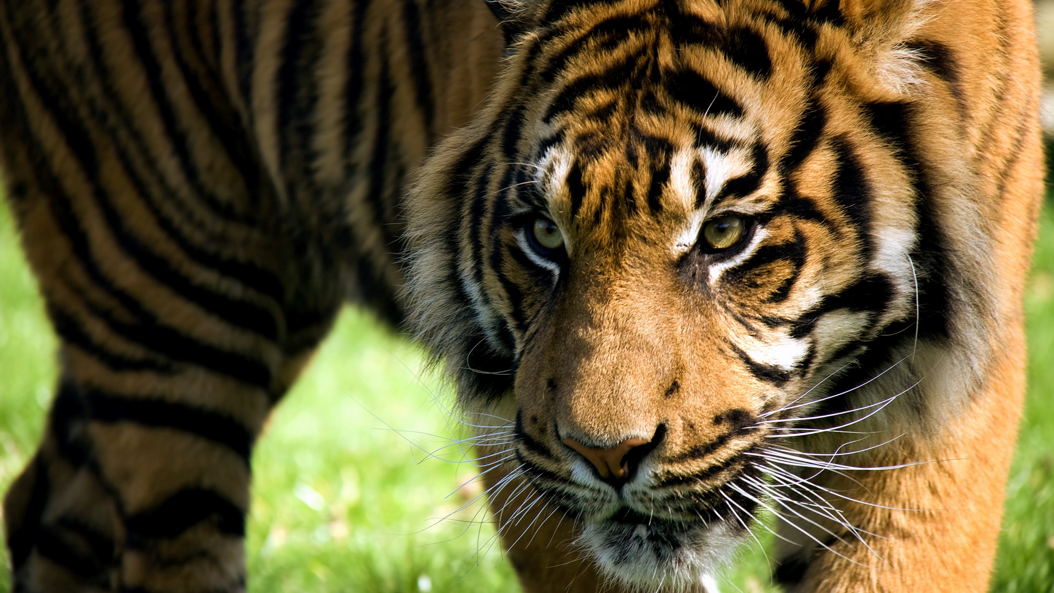 Wallpaper Tiger, Anger, Aggression, Striped, Amur Tiger - HD Wallpaper 