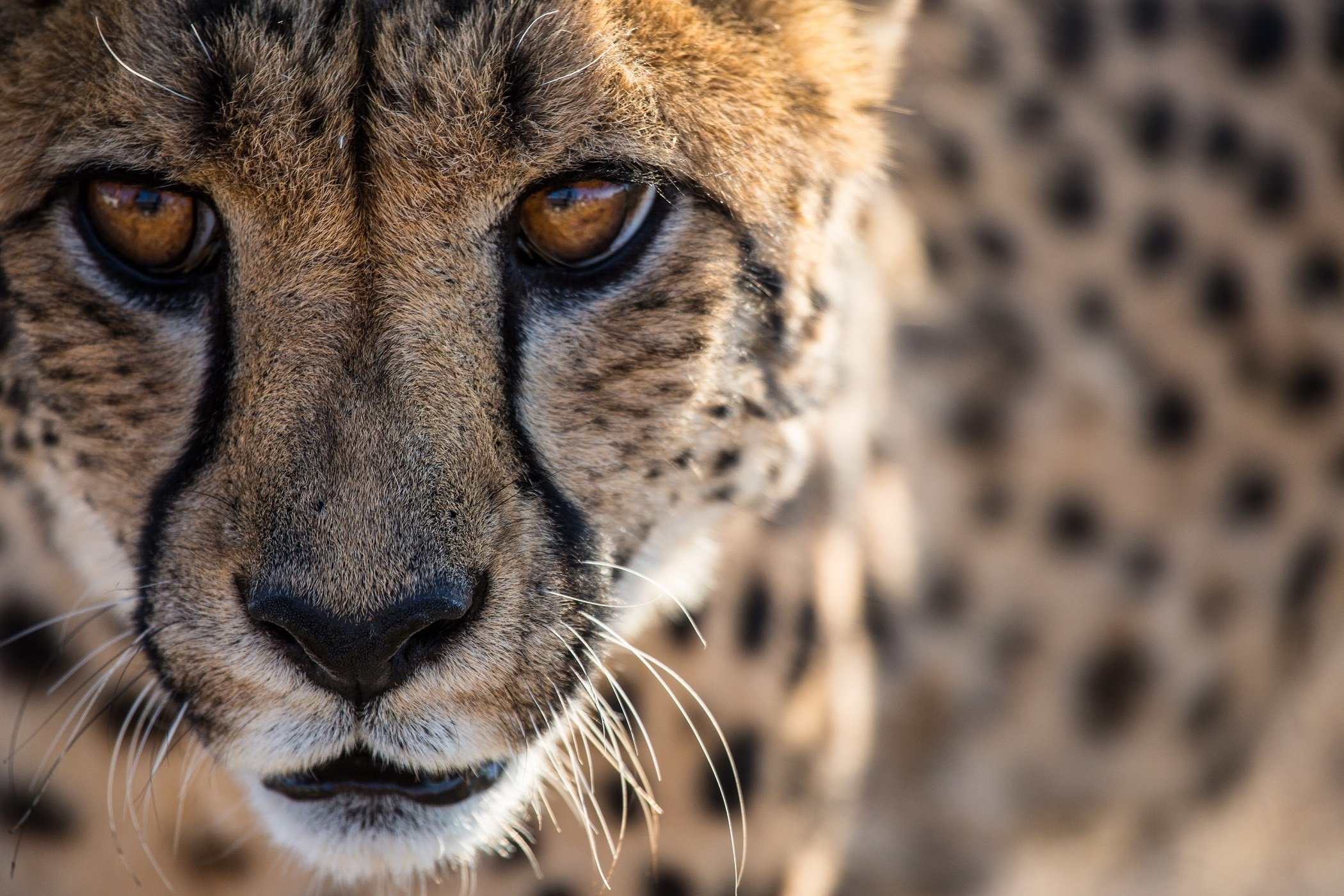 Cheetah Wallpaper Face - 2100x1400 Wallpaper Cheetah Wallpaper Face - 2100x1400 Wallpaper