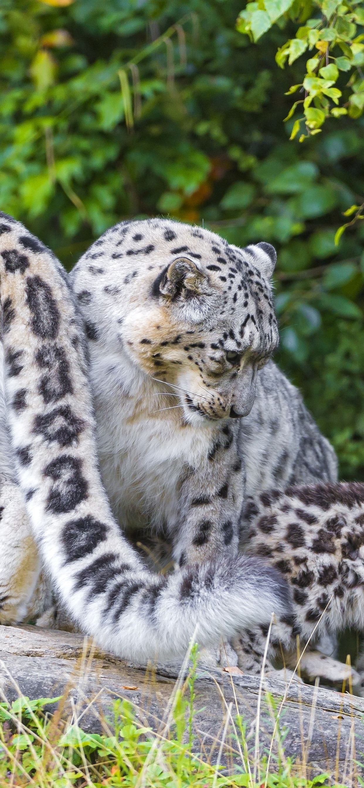 Iphone Wallpaper Snow Leopard Family, Wildlife - Snow Leopard Iphone X - HD Wallpaper 